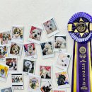 강아지미용실 이미지