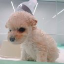 이누애견 이미지