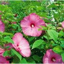 광포중기 | [히어로즈 ㅡ역경을 이겨낸 영웅들] 제26회 '부용(芙蓉)의 사람' 2022년 12월 29일