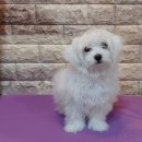 봄이네 펫살롱 이미지