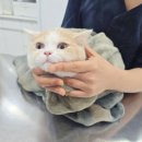 고수동물병원