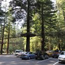 레드우드 이미지