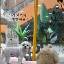 마이독 이미지