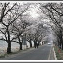 송광사&벚꽃길 이미지