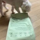 수제가축병원 | 대세를 택한 강아지 반습식사료