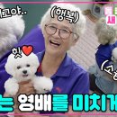 할머니한테 어부바 해달라고 보채는 강아지 영배 이미지