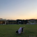 개들랜드 이미지