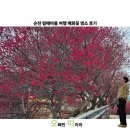 매화 | 순천 탐매마을 여행 매화꽃 명소 후기