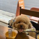 쏠레식당
