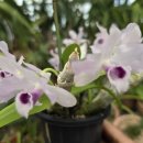 Dendrobium parishii semi-alba bulb 이미지