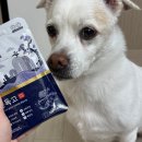 경기한펫 | 노견 습식사료 경독고 강아지 특식 추천