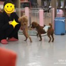 퍼피홀릭 제주 이미지