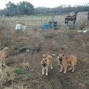 들개농장 이미지