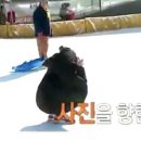 동그라인 Daum카페