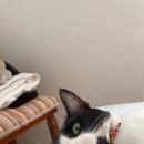 Cuddly Puppy 이미지