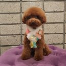 슈슈펫살롱 이미지