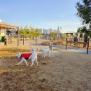 꼬꼬네농장 | 오산 반려동물 테마파크 대형견 동반 다녀온 후기