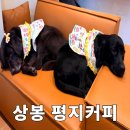 평지 | 상봉카페 리트리버가 반겨주는 평지커피 내돈내산 후기!🖤🤎