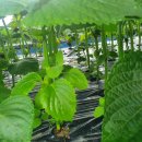 깻잎농원 이미지