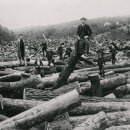 솔밭사이로 이미지