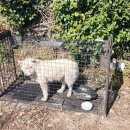 들개농장 이미지