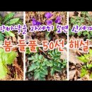 3월 땅바닥을 자세히 보면 신세계가 보인다. 봄 들풀 50종 해설/싸돌맨 동영상 이미지