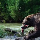 연어의고향 이미지