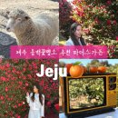 별이빛나는목장 | 제주 동백명소 파더스가든 동물먹이주기까지 아이랑 가볼만한곳