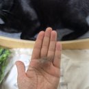 브릭 | 고양이용품 추천 픽브릭 고양이브러쉬 후기