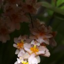 환타지아 이미지