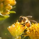 벌들은 어떻게 자연적으로 자기의 몸에 백신 접종을 하는가? 이미지