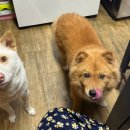 나와라요뽑기# 이미지