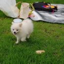 카페 개떼 이미지