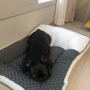 예쁘다 개 이미지