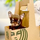 인천강아지분양 고양이분양 24시 데려가개 청라점 이미지