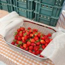 동읍134 | 창원 아이랑 딸기 체험 주남농부더하기 감성가득 체험해요♥