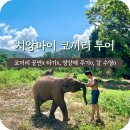 코끼리 카페 대신 치앙마이 코끼리 보호소 체험 투어 후기 : 공연 x 코끼리 타기 x
