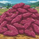 웰빙씨앗나라 | 한 선비의 간절함이 빚어낸 구원의 작물, 고구마 이야기