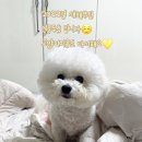 베베숑 | 부산포메미용 성공적인 미용 솔직 후기