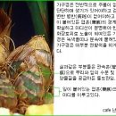 한국춘란 취미생활과 침체기(沈滯期)의 번식관리/05(한번기121) 이미지