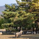 초원목장 이미지