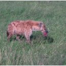 하이에나 PC 이미지