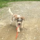 용인시 동물보호센터 이미지