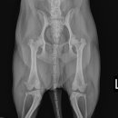 부천준동물병원 이미지