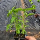 서수원농자재마트 이미지