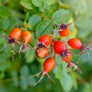 로즈힙-Rose Hips 이미지
