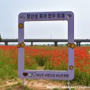 초전동 초전공원 앞 둔치(자전거쉼터내) | 나주 영산강 둔치 봄꽃 절정