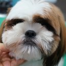 위드퍼피 애견미용실 이미지