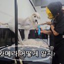 갈밭로 | 대구 입질 강아지 훈육미용 성공 후기｜미용 거부 해결 (달서구 배트독, 내돈내산)