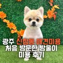 방울이네 - 강동구 양재대로 1655 | 광주 신창동 애견미용, 처음 방문한 방울이 미용 후기